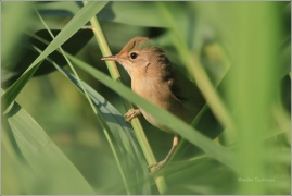 <p>RÁKOSNÍK OBECNÝ (Acrocephalus scirpaceus)</p>